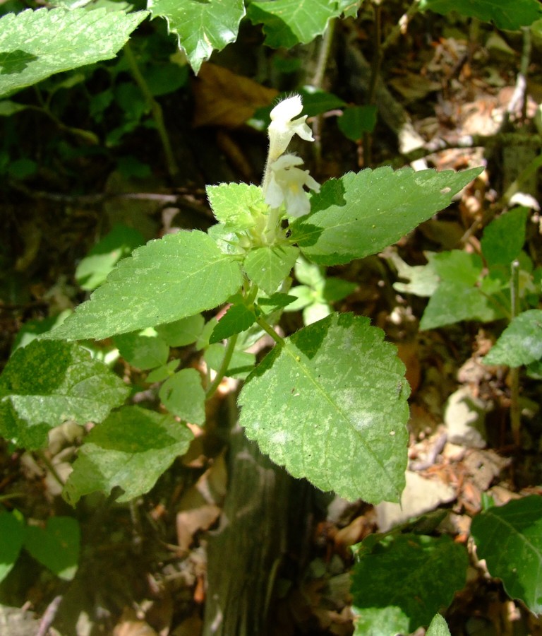  una labiata? si,  Galeopsis